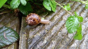 Chiocciole trovate nel mio giardino di casa.
