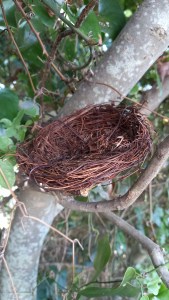Un nido di uccellini intrecciato con cura tra i rami di un albero, simbolo di protezione, accoglienza e rifugio naturale.