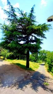 Sentiero assolato che si addentra in un bosco rigoglioso con alberi alti e cielo azzurro a Santa Fiora, atmosfera di pace e natura.