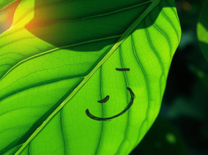 Una grande foglia verde illuminata dal sole su cui è disegnato un volto stilizzato che dorme e sorride, simbolo di una natura che sogna.